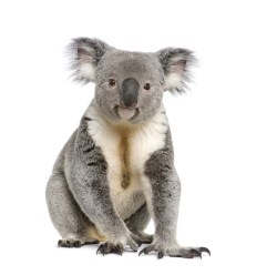MSD010 Koala_37084717